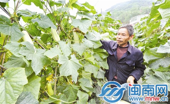 聽說有人要買黃瓜，顏興堂光著腳就跑到地里摘瓜